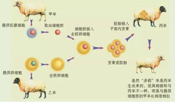 什么是克隆技术