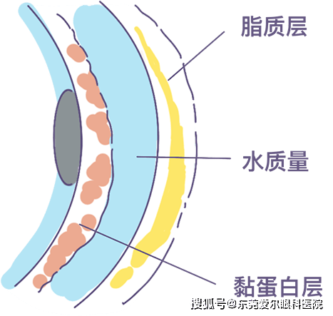 基质层、角膜与干细胞，重塑眼部健康的未来之路