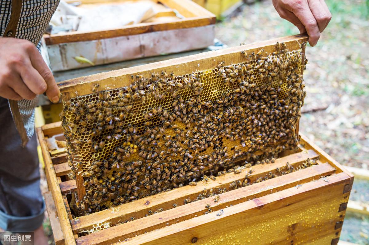中蜂饲养最佳温度研究与实践