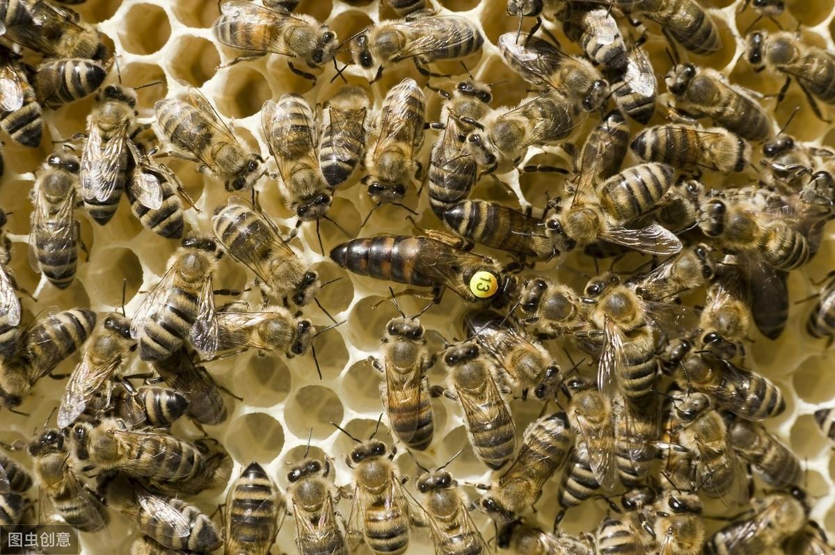 治盗蜂最佳方法，综合防治策略与实践