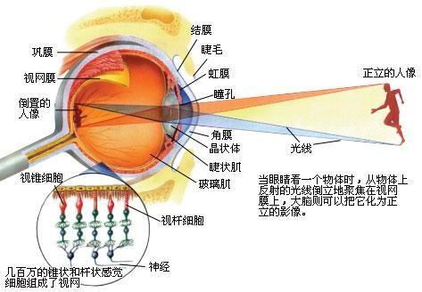 眼球细胞，揭示视觉奥秘的关键要素