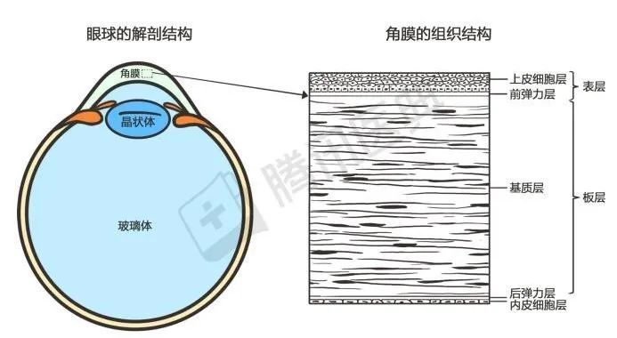 基质层、角膜与干细胞，探索眼部健康的未来
