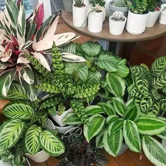 青苹果花叶子边缘干枯，原因、诊断与解决方案