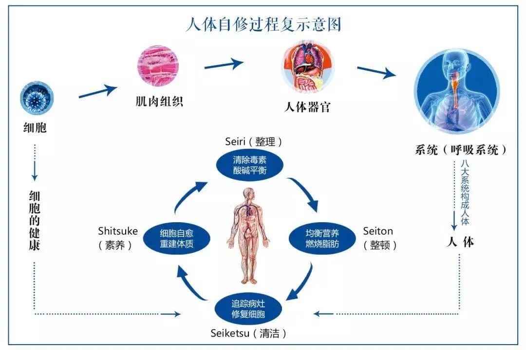 上皮细胞的功能，人体生命活动中的关键角色