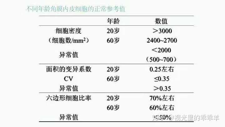 角膜内皮细胞少，探究其影响与应对策略
