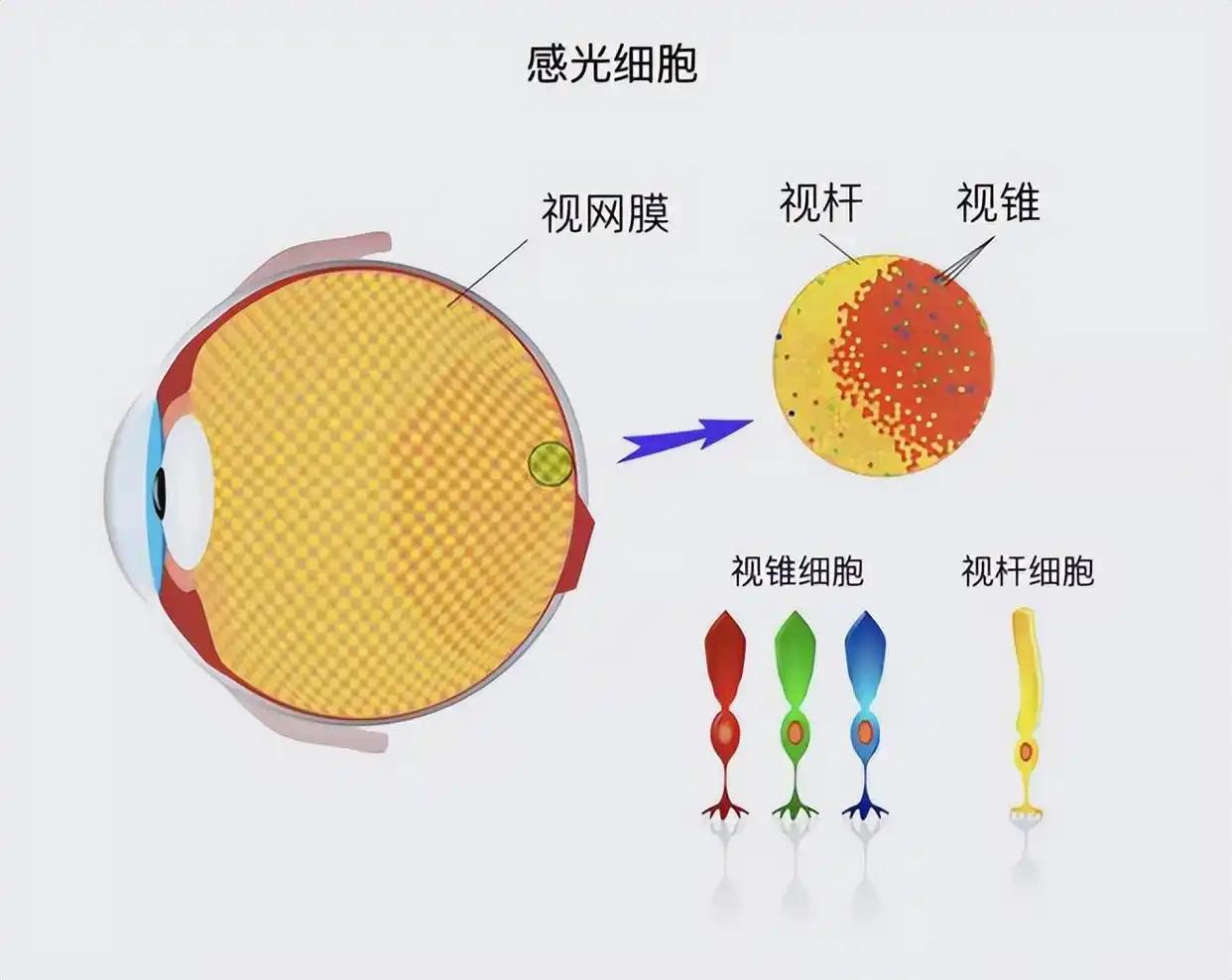 视网膜感光细胞，揭示视觉奥秘的关键要素