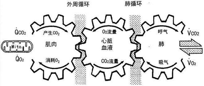肺代谢功能的重要性及其影响因素