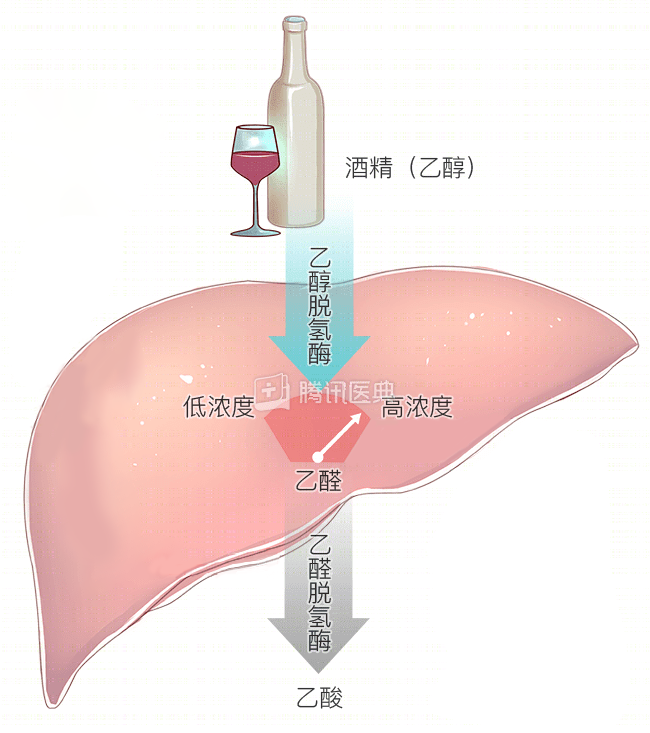 酒精在肝脏的代谢过程探究