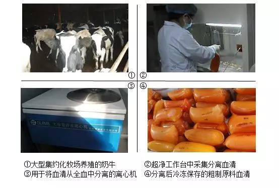大牛血清的来源及其应用
