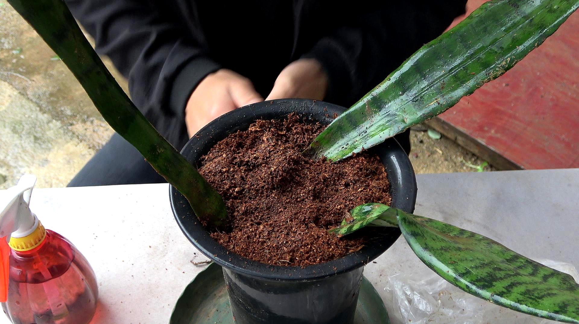 怎样种植虎皮兰
