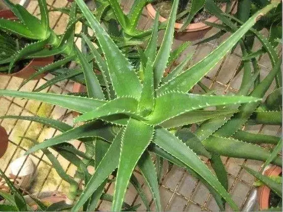 芦荟冰晶，自然之美的独特融合