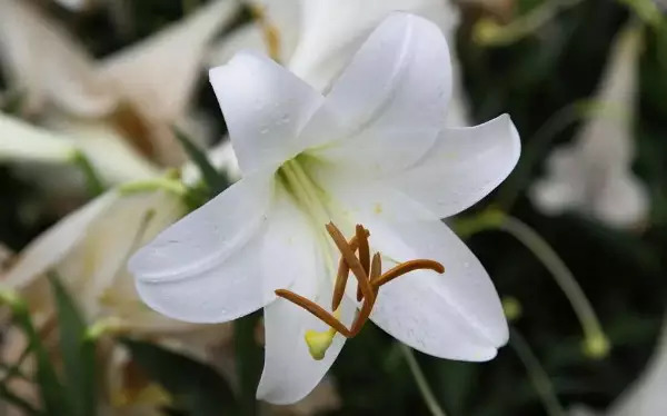百合与百合花，一种神秘关系的探索