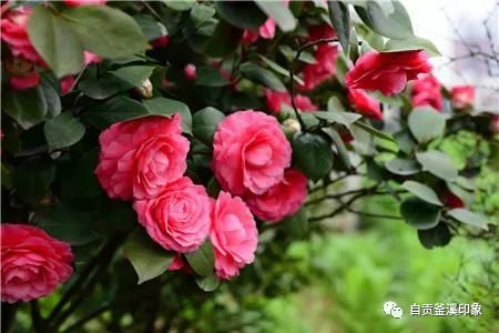 桂花肥与茶花肥，园艺中的独特魅力