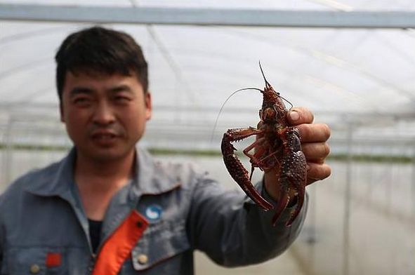 大棚培育小龙虾，创新养殖模式与优质产量的保障