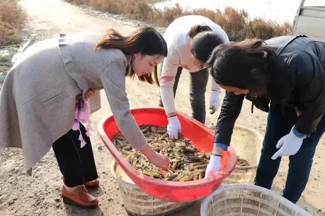 大棚沙土里出来的虾，一种新型养殖模式的探索与实践