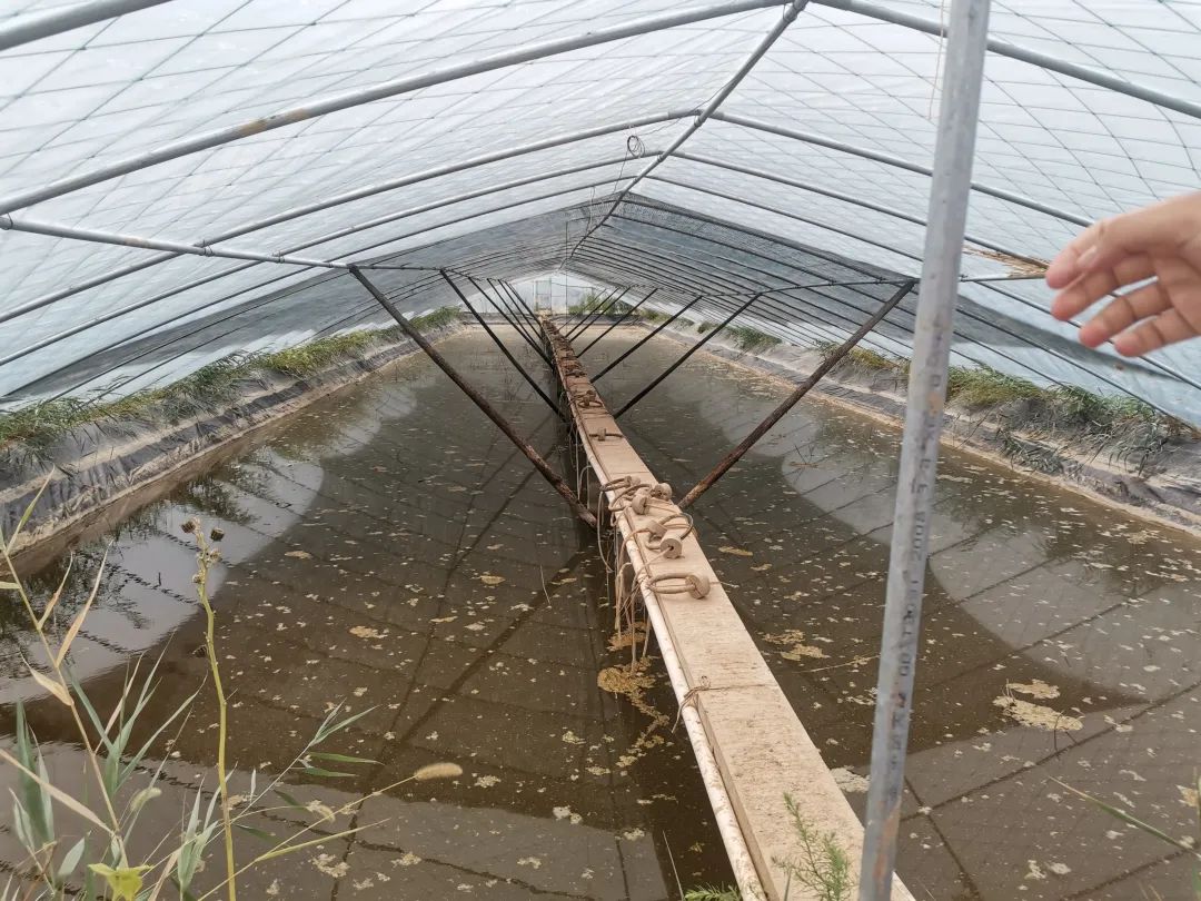 射阳地区大棚养虾的可行性研究