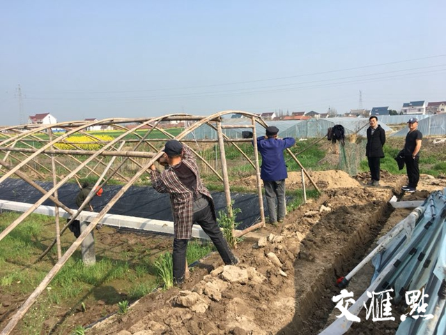 大棚养虾怎么样，一种高效养殖模式的探讨
