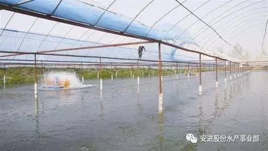 大棚养虾与温度调控，探索在30℃环境下的养殖策略