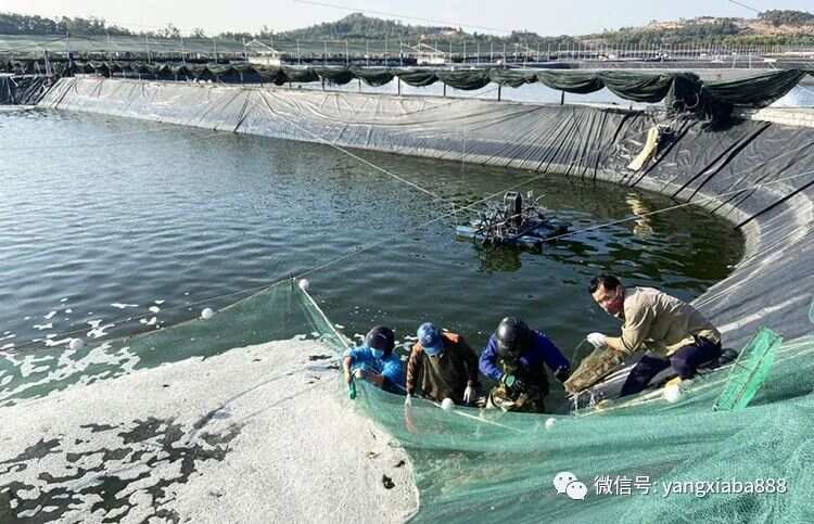 养虾苗大棚，高效水产养殖业的新篇章