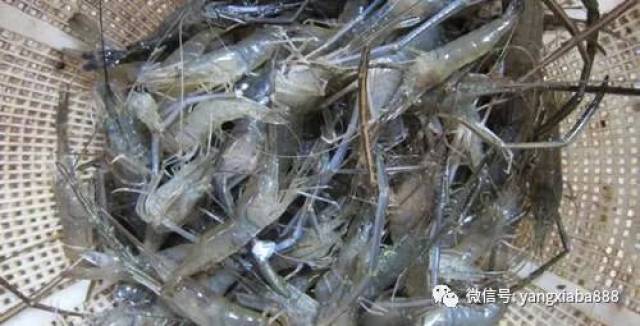 大棚养青虾设备成本分析，了解大棚养青虾设备多少钱