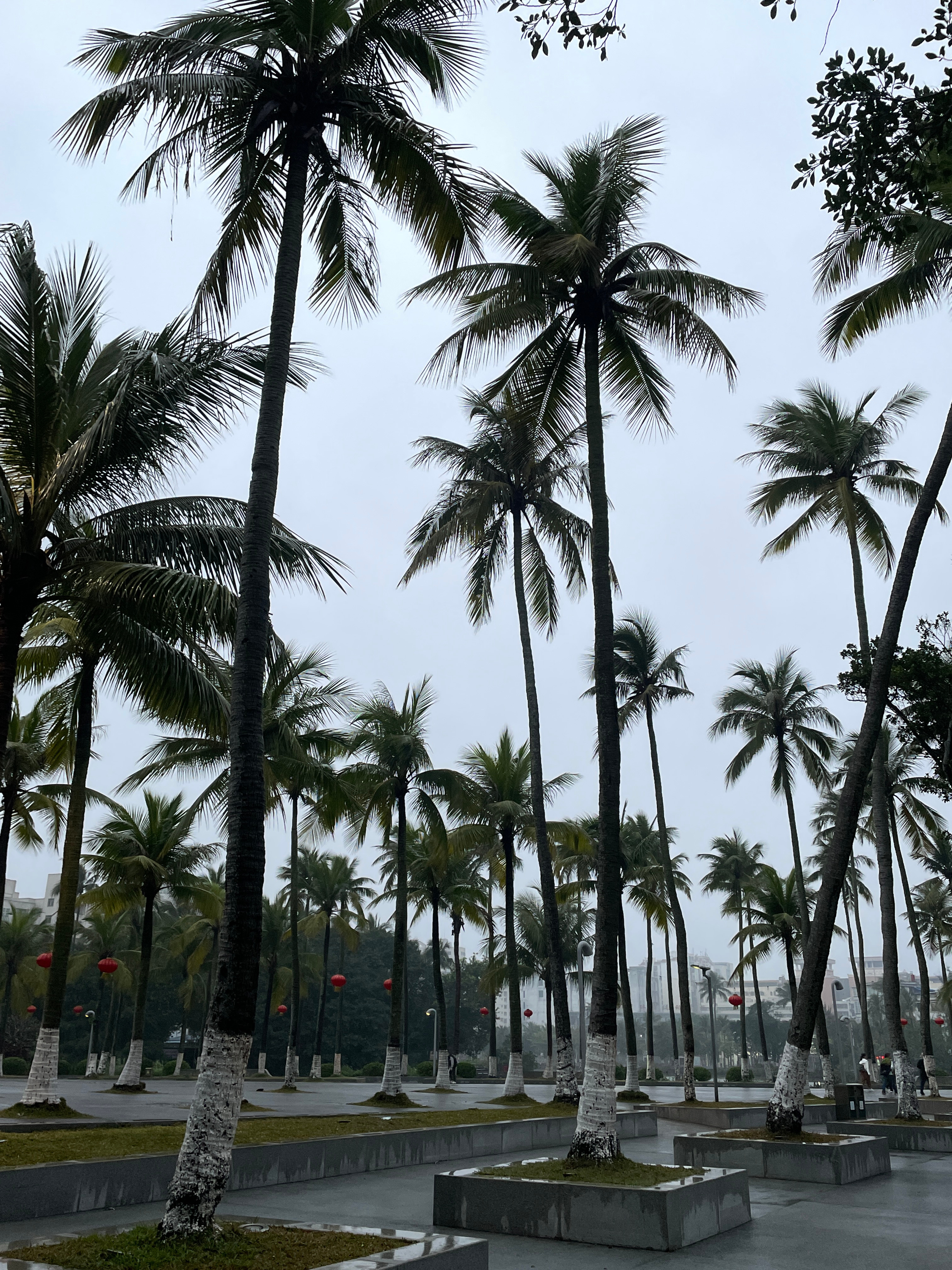 海口，气压高的热带魅力