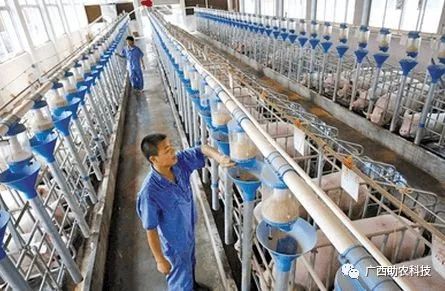 大棚用益生菌养虾，一种创新养殖模式的探索与实践