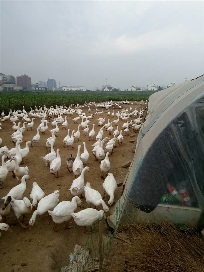 鱼塘养殖大棚建造详解，图片与实际操作指南