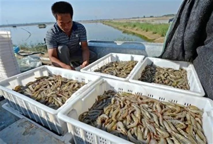 崇明大棚养南美对虾，探索高效养殖与生态保护之路