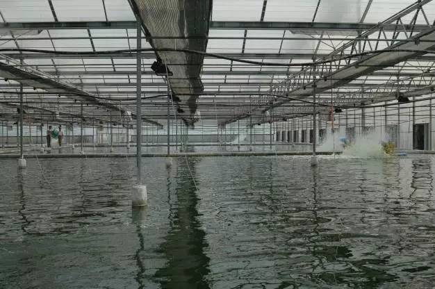 大棚南美白对虾跳塘现象研究