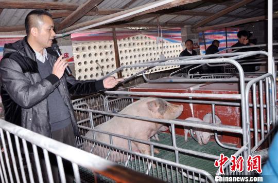 常德大棚养虾，创新养殖模式的探索与实践