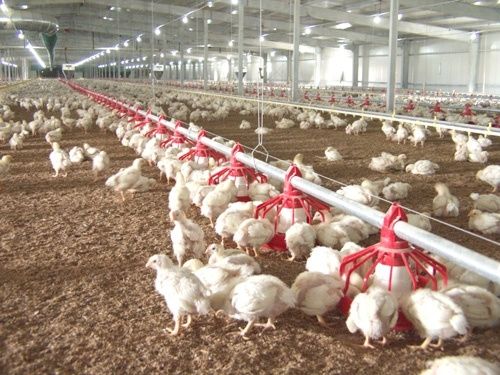 大棚海参养殖饲料，探索与优化