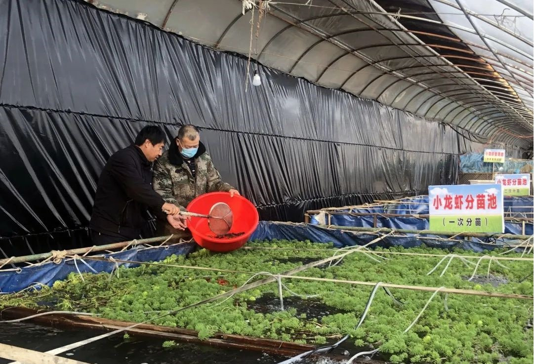 大棚龙虾养殖基地项目，探索与实践