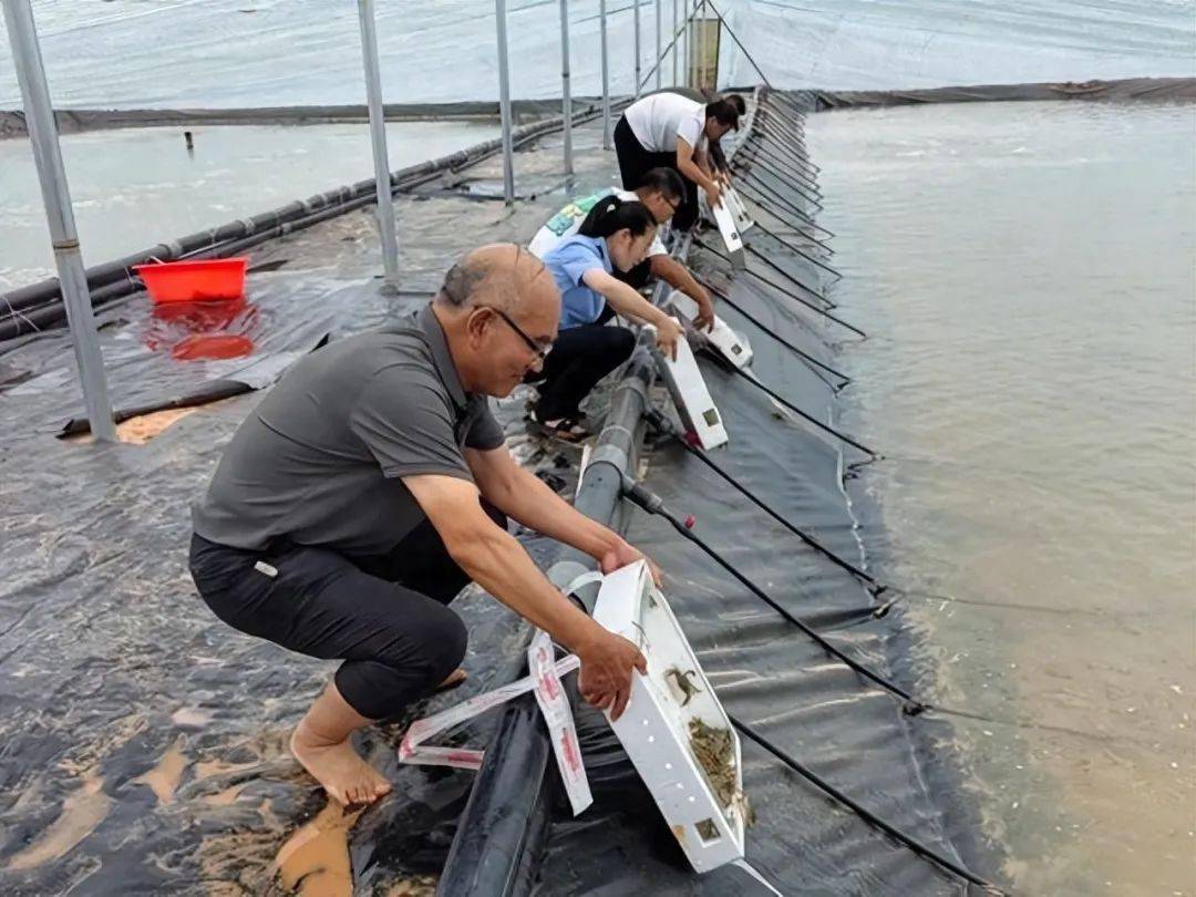 农村大棚养殖海鲜，一种新型养殖模式的探索与实践