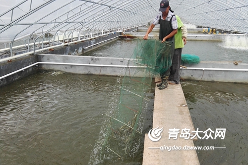 大棚养虾人工养殖技术与管理