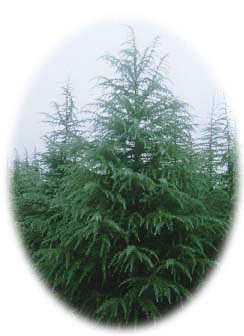 南京雪松的品种解析