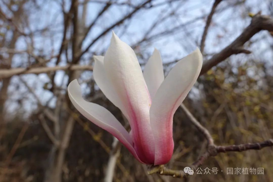玉兰品种最香——探寻玉兰之魅力