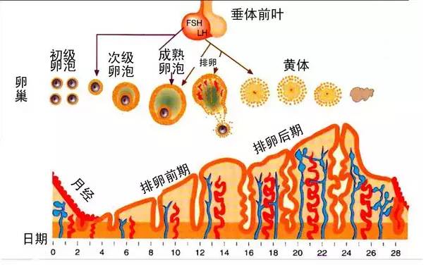 关于取卵数量的研究及其影响