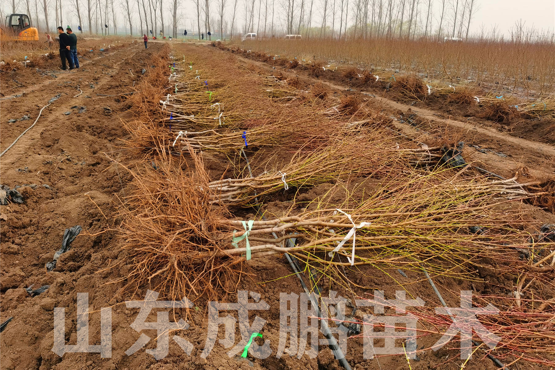 北方树苗品种，多样性与种植技术探讨