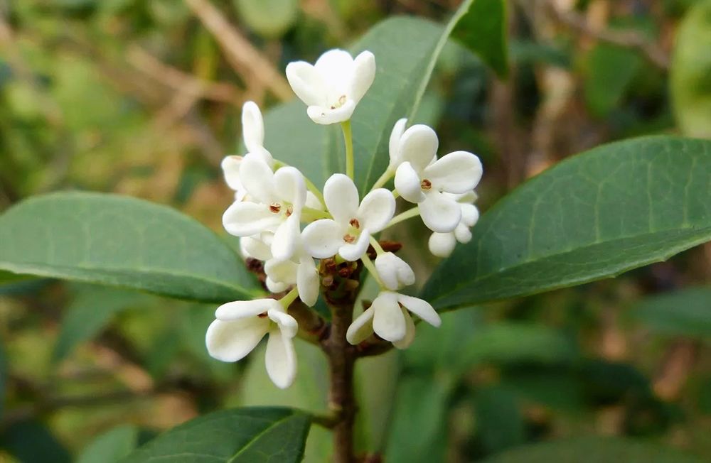 四季桂花树品种介绍