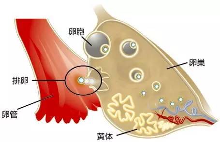 第三代取卵后多久移植，深度解析与指导