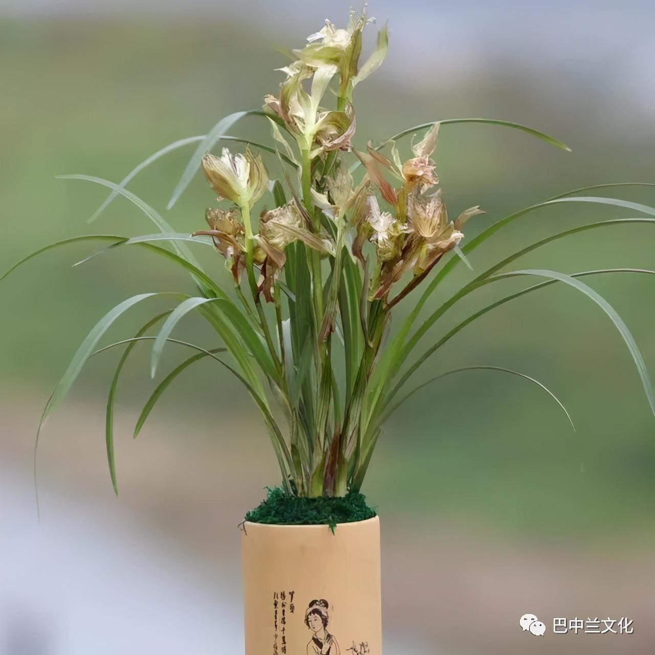 附生兰花品种繁多，绚丽多彩，以其独特的魅力吸引着无数植物爱好者和园艺师。本文将介绍几种常见的附生兰花品种，并附上精美的图片，带您领略这些兰花的神韵与风采。