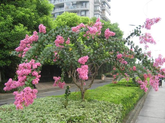 湖南林科院新品种紫薇，绽放科技与自然的融合之美