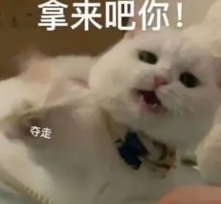 来点兔子表情包，萌趣无限的小世界