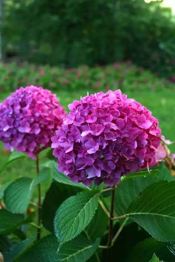 景观花品种，多彩世界的璀璨明珠