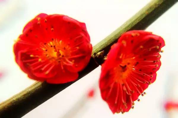 探索红色魅力，探寻最红的梅花品种
