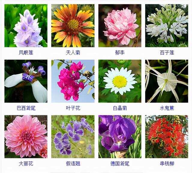 鲜花品种繁多，各具特色，让人陶醉其中。本文将为您介绍一些常见的鲜花品种，包括玫瑰、百合、康乃馨、向日葵等，以及更多独特而美丽的花卉。