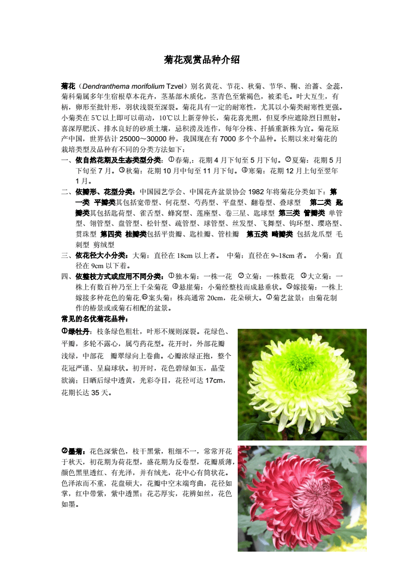 室内盆栽菊花品种及价格概述