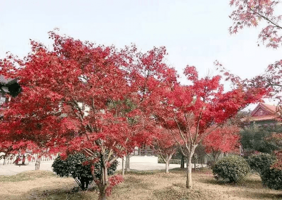 红枫品种，多彩多姿的自然之美