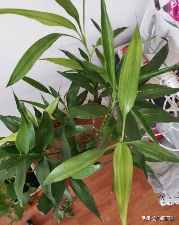 观枝植物的品种大全，枝的魅力与多样性