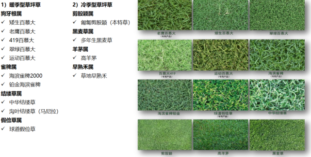 冷暖季型草坪品种，特性、应用与展望